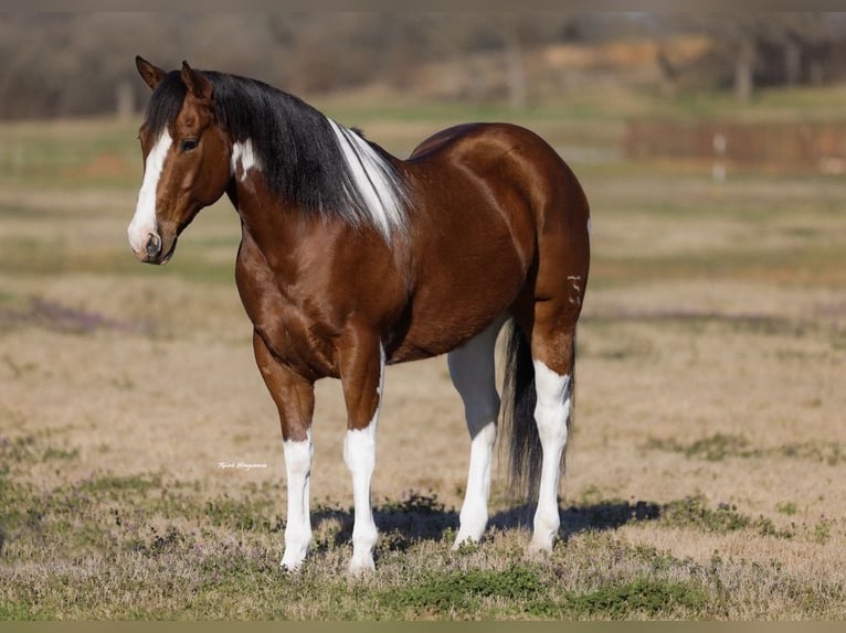 American Paint Horse Ruin 6 Jaar 152 cm Gevlekt-paard in Weatherford