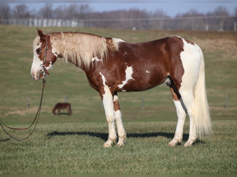 American Paint Horse Ruin 6 Jaar 152 cm Tobiano-alle-kleuren in Parkers Lake KY