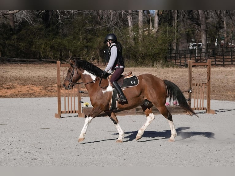 American Paint Horse Mix Ruin 6 Jaar 155 cm Gevlekt-paard in Clover