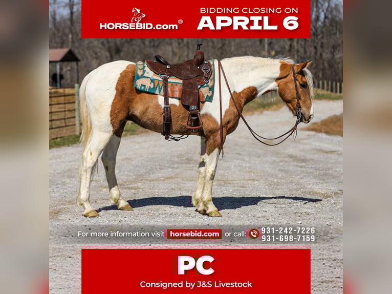 American Paint Horse Ruin 6 Jaar 155 cm Gevlekt-paard in Santa Fe