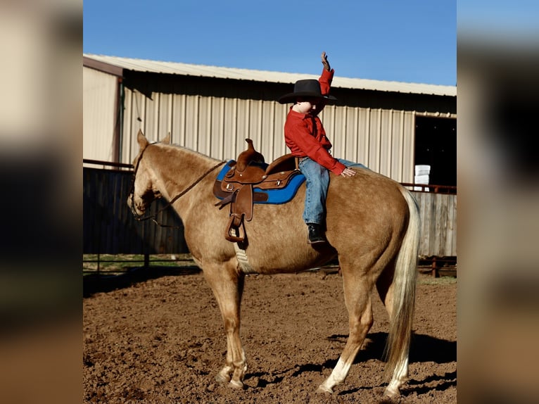 American Paint Horse Ruin 6 Jaar 155 cm Palomino in Weatherford