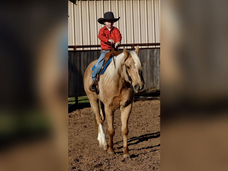 American Paint Horse Ruin 6 Jaar 155 cm Palomino in Weatherford