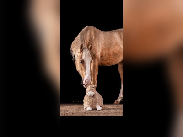 American Paint Horse Ruin 6 Jaar 155 cm Palomino in Saerbeck