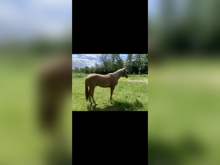 American Paint Horse Ruin 6 Jaar 155 cm Palomino in Saerbeck