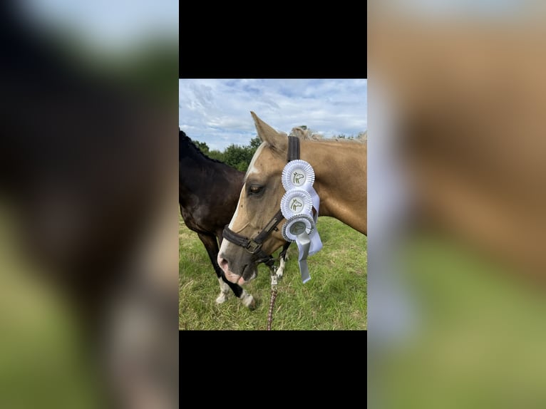 American Paint Horse Ruin 6 Jaar 155 cm Palomino in Saerbeck