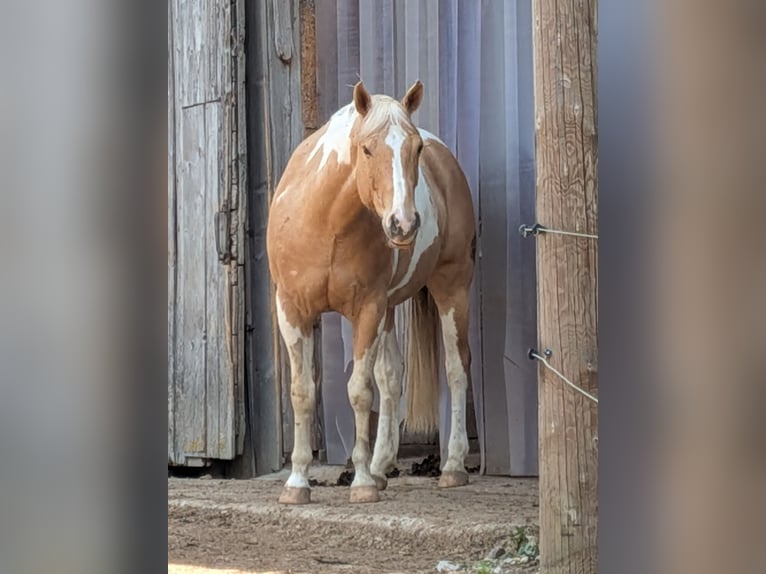 American Paint Horse Ruin 6 Jaar 156 cm Palomino in Günzach