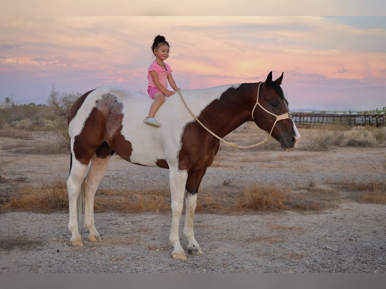 American Paint Horse Ruin 6 Jaar 160 cm Gevlekt-paard in Tonopah