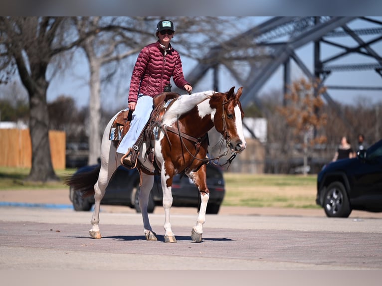 American Paint Horse Ruin 6 Jaar Gevlekt-paard in Waco