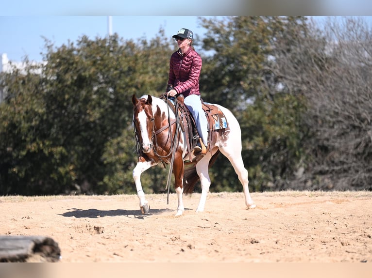 American Paint Horse Ruin 6 Jaar Gevlekt-paard in Waco