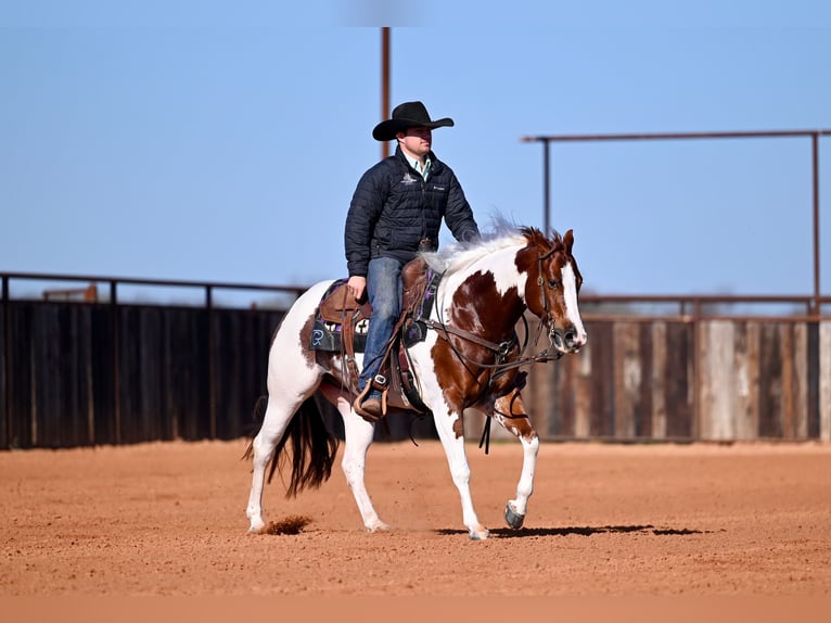 American Paint Horse Ruin 6 Jaar Gevlekt-paard in Waco