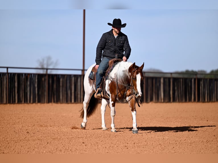American Paint Horse Ruin 6 Jaar Gevlekt-paard in Waco