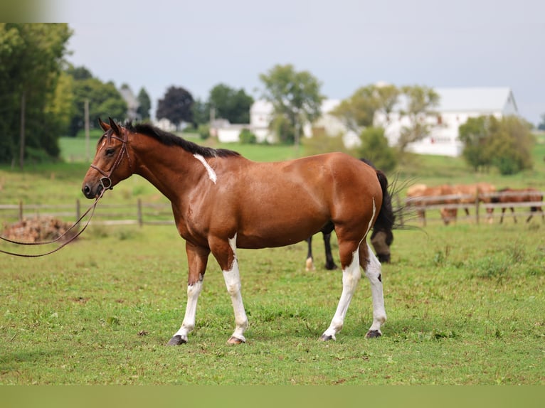 American Paint Horse Mix Ruin 6 Jaar Gevlekt-paard in Gap