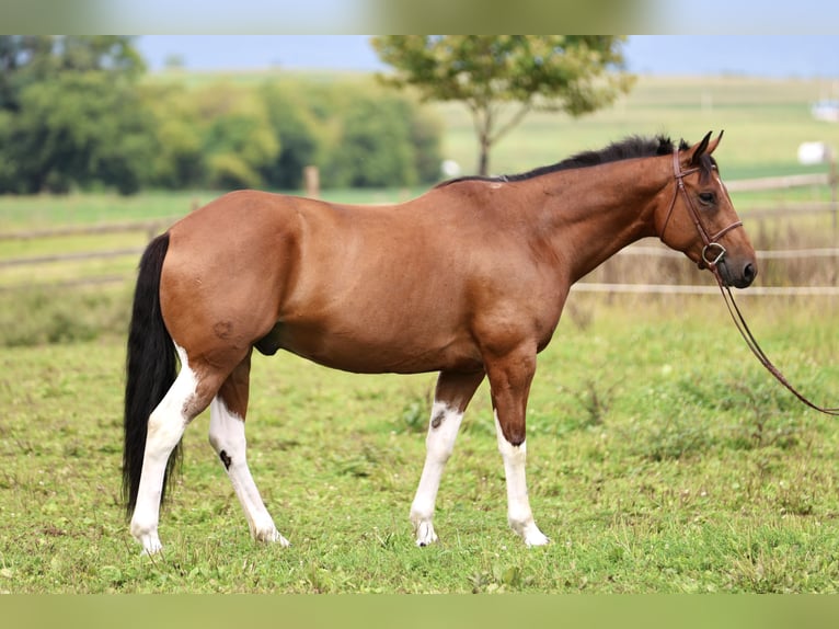American Paint Horse Mix Ruin 6 Jaar Gevlekt-paard in Gap