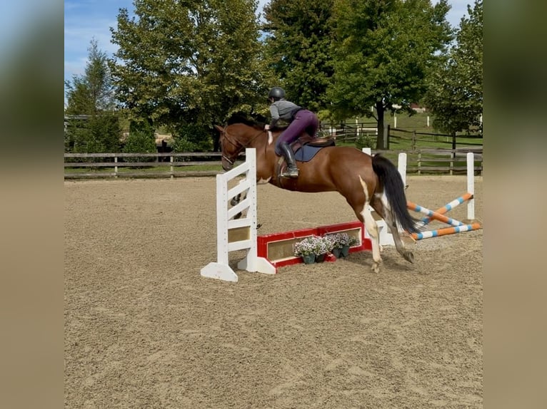 American Paint Horse Mix Ruin 6 Jaar Gevlekt-paard in Gap