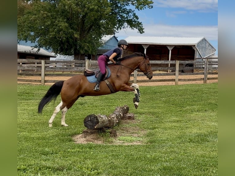 American Paint Horse Mix Ruin 6 Jaar Gevlekt-paard in Gap