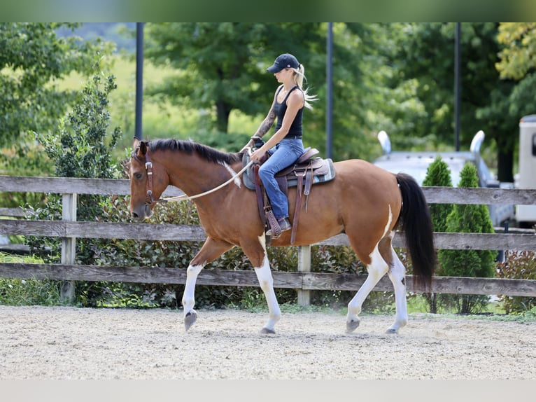 American Paint Horse Mix Ruin 6 Jaar Gevlekt-paard in Gap