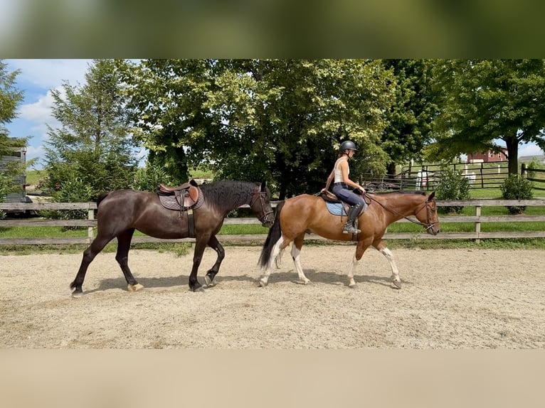 American Paint Horse Mix Ruin 6 Jaar Gevlekt-paard in Gap