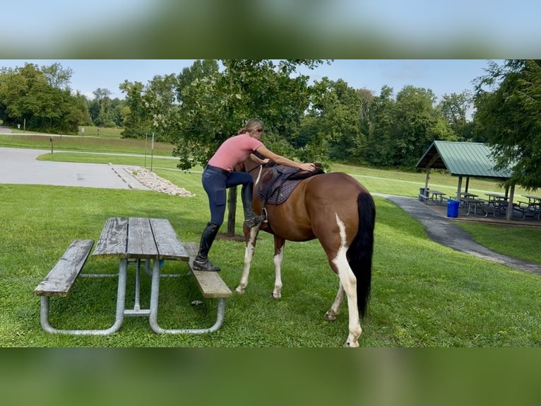 American Paint Horse Mix Ruin 6 Jaar Gevlekt-paard in Gap