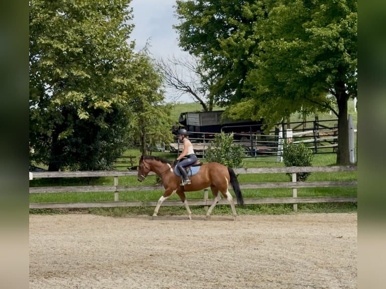 American Paint Horse Mix Ruin 6 Jaar Gevlekt-paard in Gap
