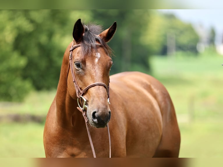 American Paint Horse Mix Ruin 6 Jaar Gevlekt-paard in Gap