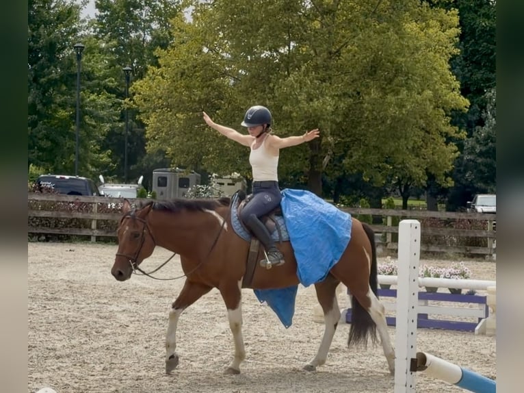 American Paint Horse Mix Ruin 6 Jaar Gevlekt-paard in Gap
