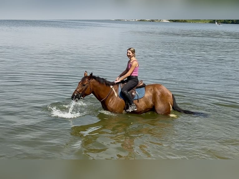 American Paint Horse Mix Ruin 6 Jaar Gevlekt-paard in Gap