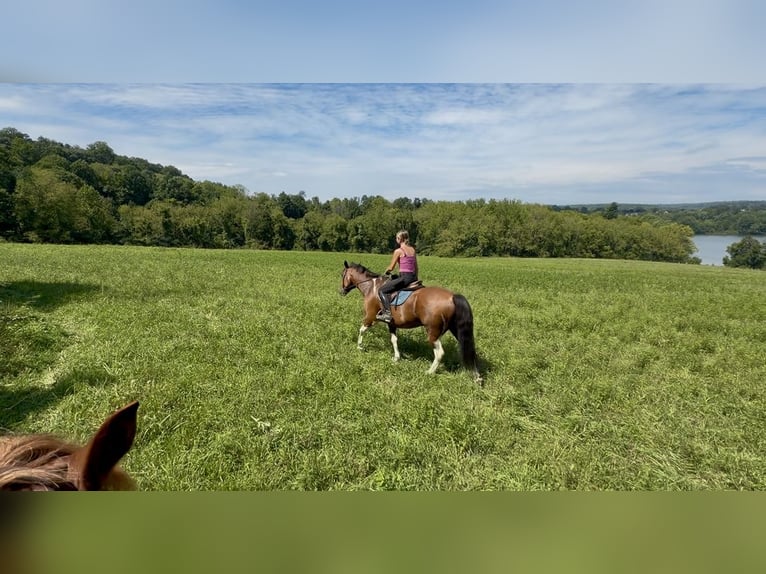 American Paint Horse Mix Ruin 6 Jaar Gevlekt-paard in Gap