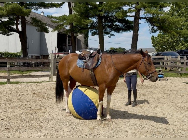American Paint Horse Mix Ruin 6 Jaar Gevlekt-paard in Gap