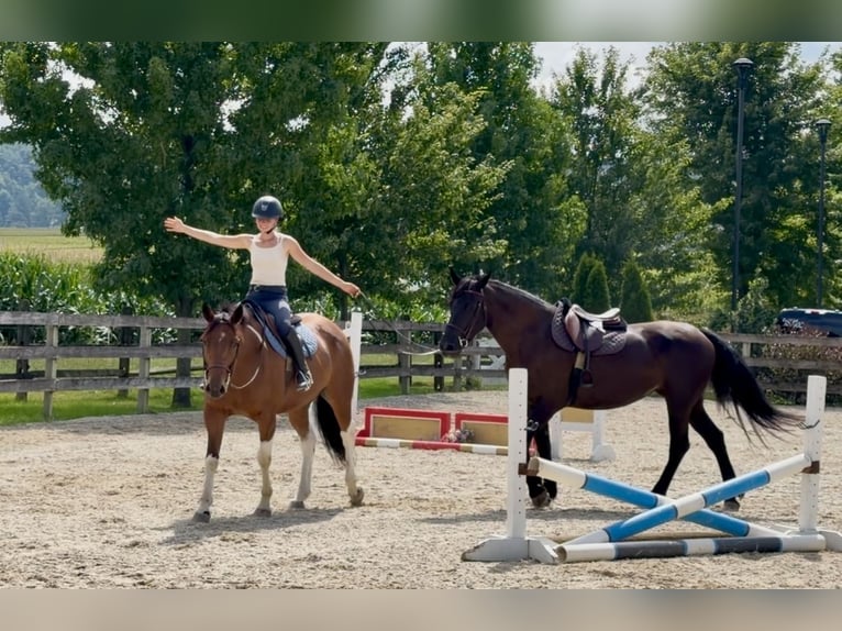 American Paint Horse Mix Ruin 6 Jaar Gevlekt-paard in Gap
