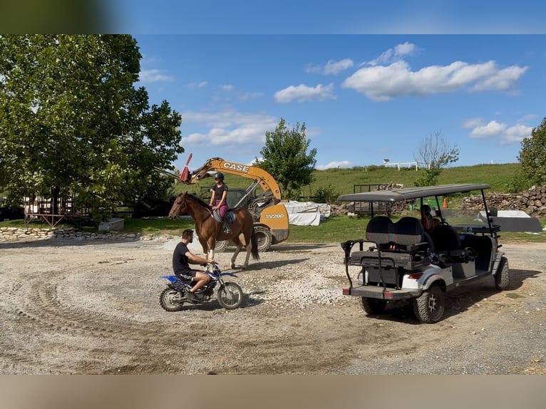 American Paint Horse Mix Ruin 6 Jaar Gevlekt-paard in Gap