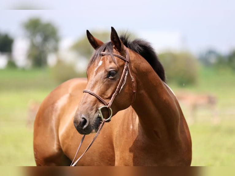 American Paint Horse Mix Ruin 6 Jaar Gevlekt-paard in Gap