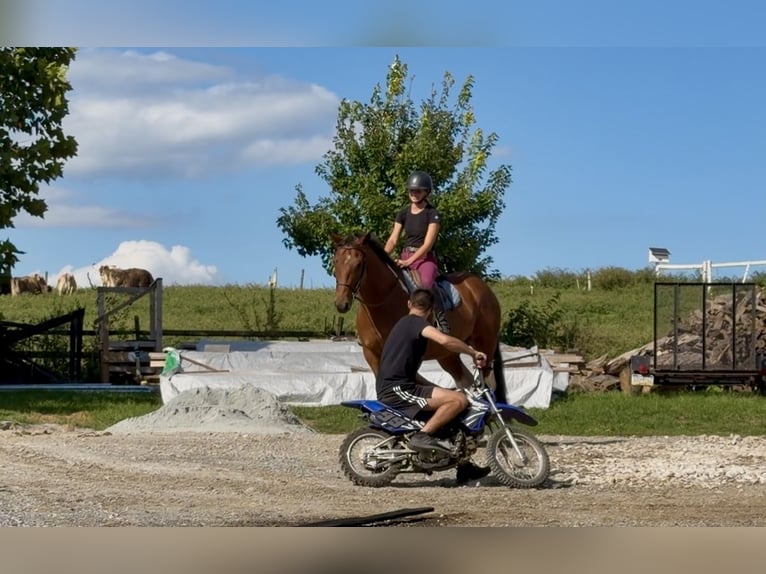 American Paint Horse Mix Ruin 6 Jaar Gevlekt-paard in Gap