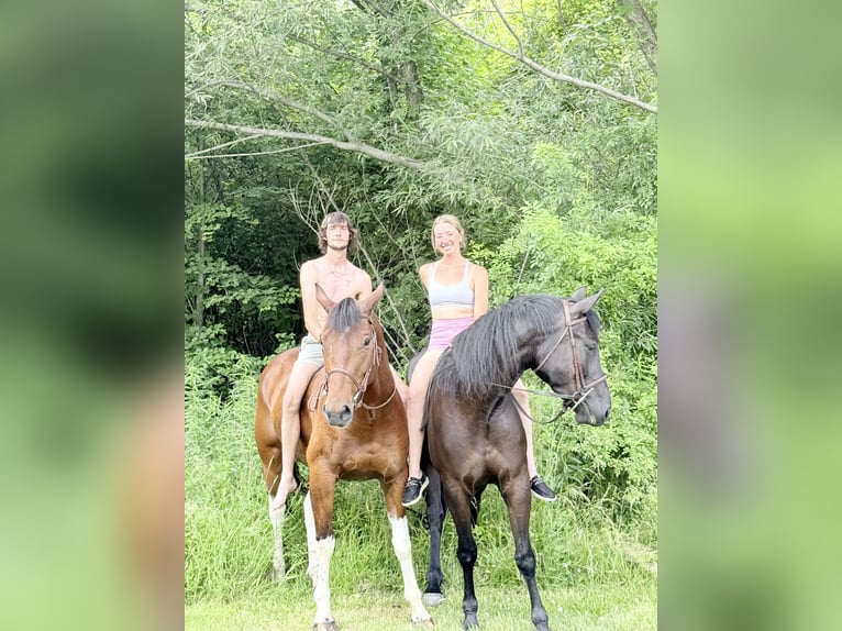 American Paint Horse Mix Ruin 6 Jaar Gevlekt-paard in Gap