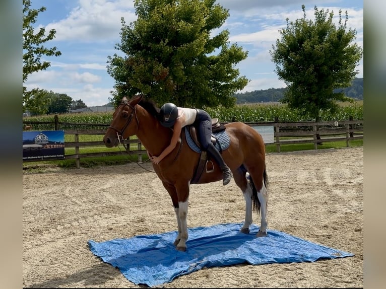 American Paint Horse Mix Ruin 6 Jaar Gevlekt-paard in Gap
