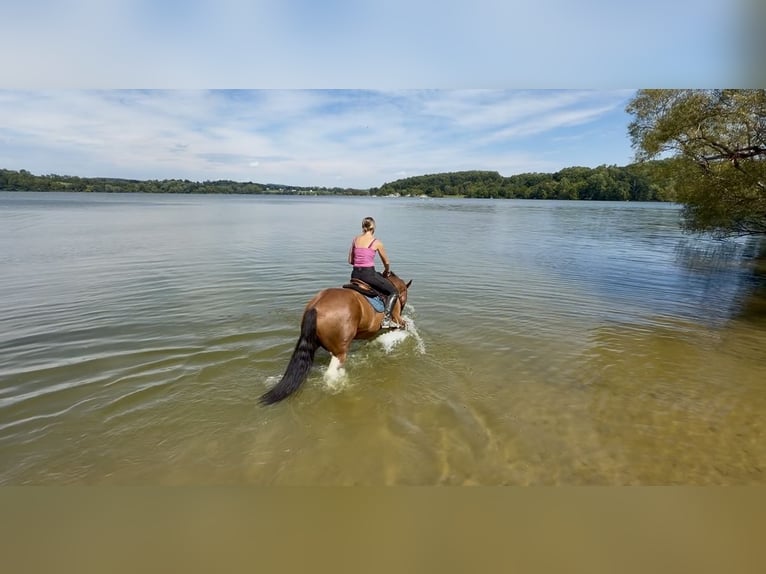 American Paint Horse Mix Ruin 6 Jaar Gevlekt-paard in Gap