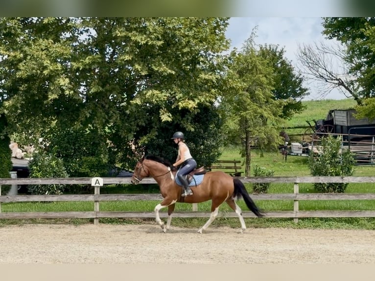 American Paint Horse Mix Ruin 6 Jaar Gevlekt-paard in Gap