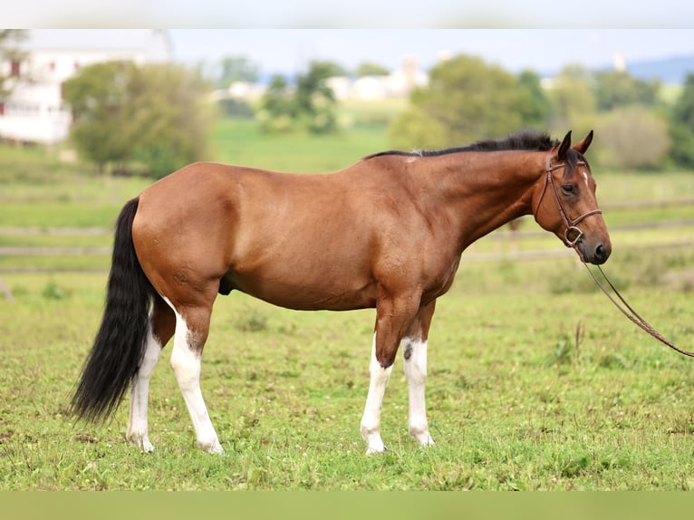 American Paint Horse Mix Ruin 6 Jaar Gevlekt-paard in Gap