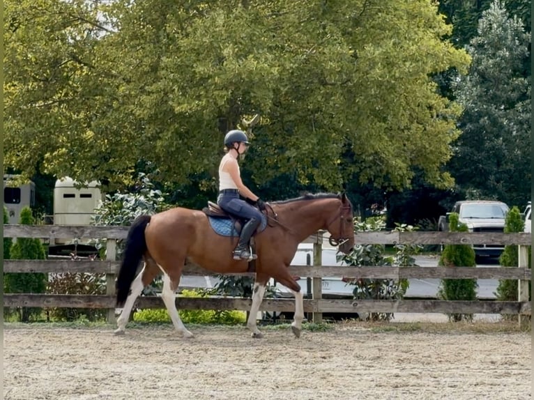 American Paint Horse Mix Ruin 6 Jaar Gevlekt-paard in Gap