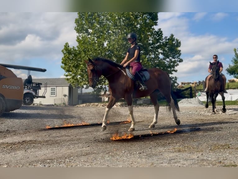 American Paint Horse Mix Ruin 6 Jaar Gevlekt-paard in Gap