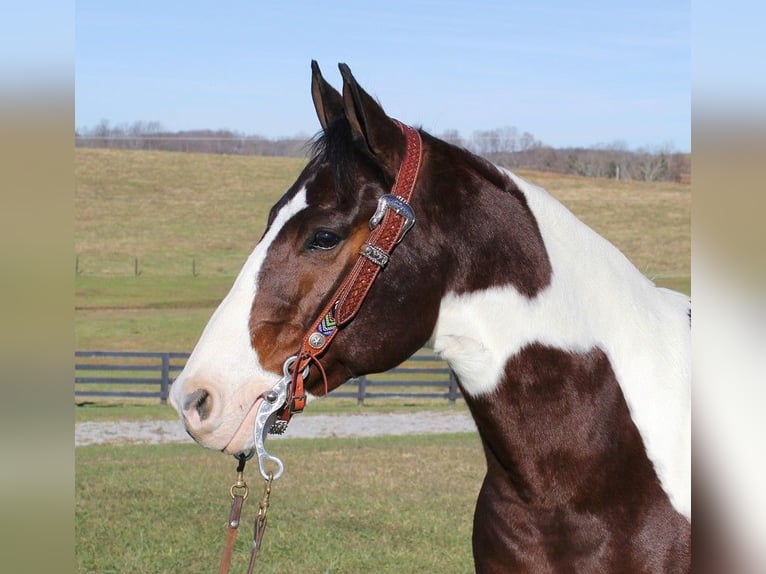 American Paint Horse Ruin 6 Jaar Roodbruin in Corbin