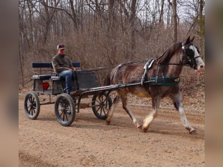 American Paint Horse Ruin 7 Jaar 142 cm Roan-Blue in Howell