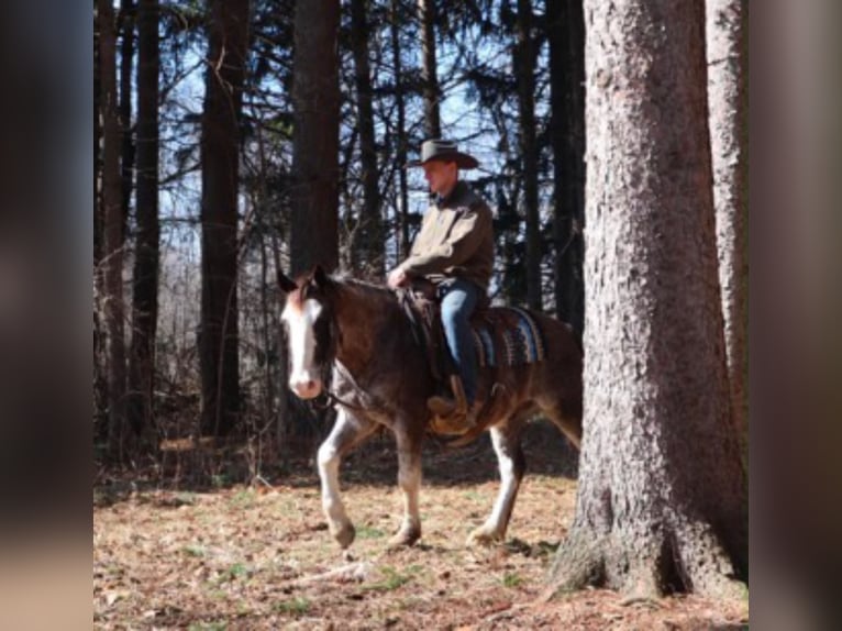 American Paint Horse Ruin 7 Jaar 142 cm Roan-Blue in Howell