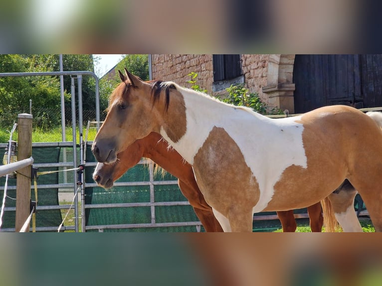 American Paint Horse Ruin 7 Jaar 149 cm Buckskin in Steinbach am Glan