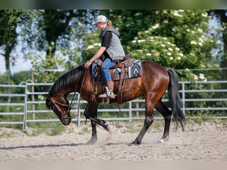 American Paint Horse Ruin 7 Jaar 150 cm Bruin in Varel JethausenVarel