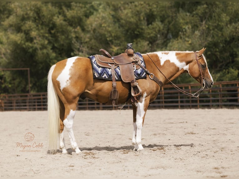 American Paint Horse Ruin 7 Jaar 150 cm Gevlekt-paard in Caldwell