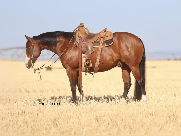 American Paint Horse Ruin 7 Jaar 150 cm Roodbruin in Menan, ID