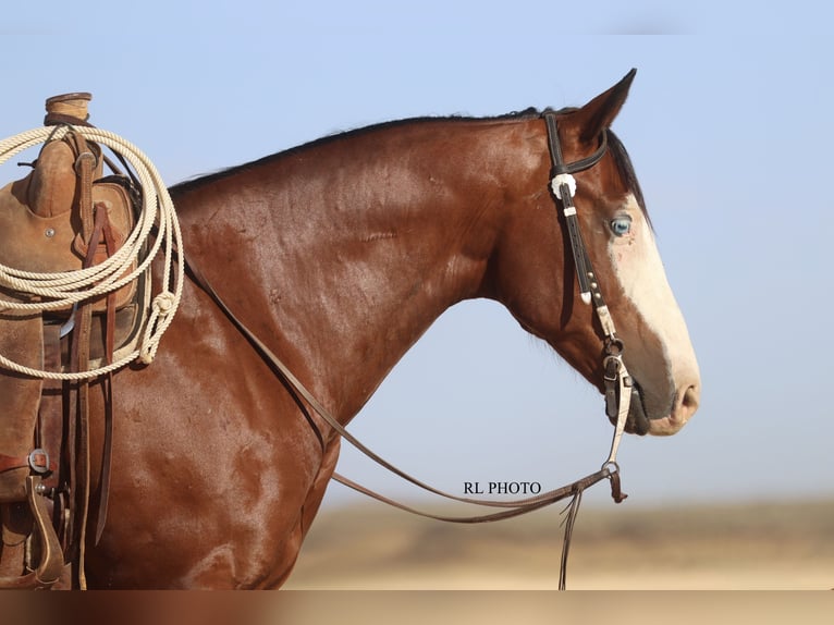 American Paint Horse Ruin 7 Jaar 150 cm Roodbruin in Menan, ID