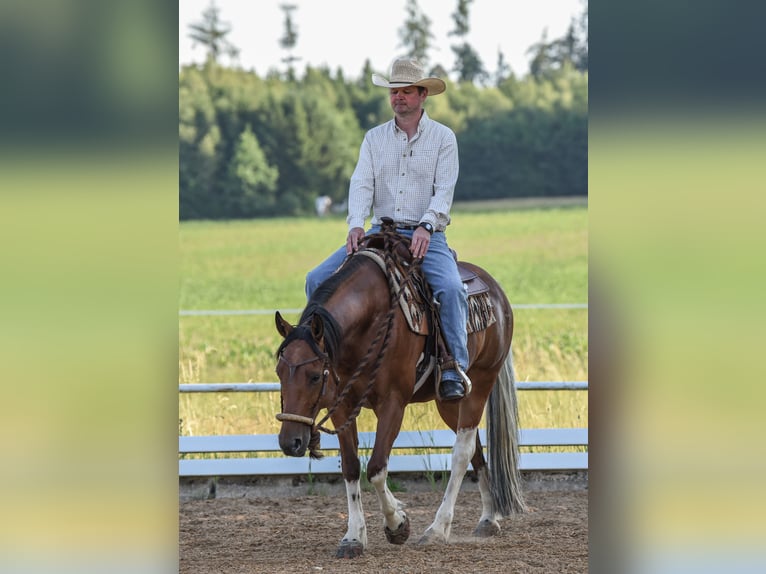 American Paint Horse Ruin 7 Jaar 150 cm Tobiano-alle-kleuren in Monheim