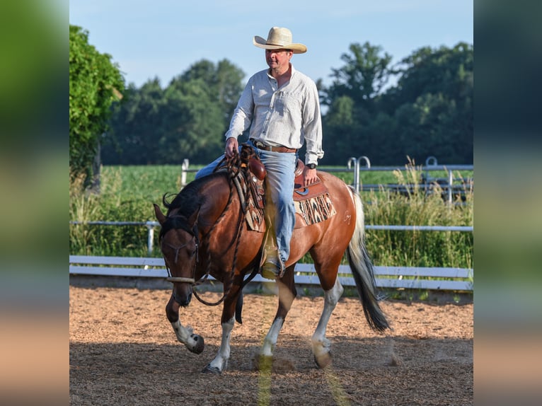 American Paint Horse Ruin 7 Jaar 150 cm Tobiano-alle-kleuren in Monheim