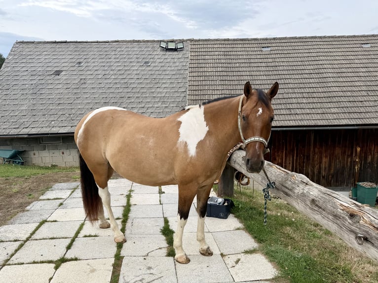 American Paint Horse Ruin 7 Jaar 150 cm Tobiano-alle-kleuren in Engelbrechts